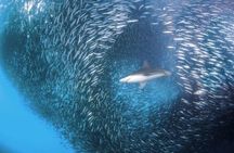 Whale Shark & Tumalog Falls & Sumilon Sandbar & Pescador Island with Sardines