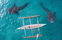 Whale Shark & Tumalog Falls & Sumilon Sandbar & Pescador Island with Sardines