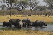 Chobe -Savuti Trail: Elephant& Big Cats ( 4 days 3 Nights)