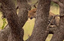 Budget 3 Day Kruger Safari from Johannesburg