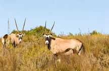 2-Hour Game Drive at the Plettenberg Bay Game Reserve