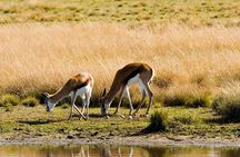 2-Hour Game Drive at the Plettenberg Bay Game Reserve