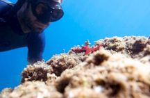 Snorkel Tour in Paraggi Bay