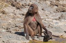 12 Days SIMIEN MOUNTAIN-LALIBELA-DANAKIL-TIGRAY CHURCHES