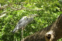Palo Verde Riverboat Tour
