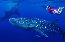 Whale Shark Tour Experience in Mayan Riviera & Tulum
