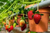 Cameron Highlands Tour From Kuala Lumpur (Private Tour)