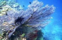 Try Scuba Diving at Tulamben Shipwreck