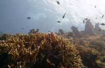 Snorkeling Package at Tulamben Liberty Shipwreck