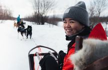 Dog Sled Tour and Husky Cuddles