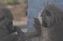 2 Days (1 night) Elephants Safari at Mole Park with Round - trip flights