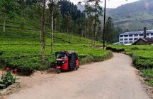 Exclusive: Tea Gardens and Waterfalls of Nuwara Eliya by Tuk-Tuk