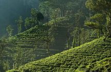 Exclusive: Tea Gardens and Waterfalls of Nuwara Eliya by Tuk-Tuk