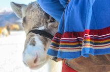 Reindeer visit, and Sami Culture Including Lunch from Tromso