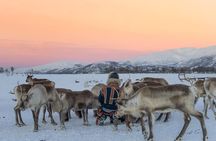 Reindeer visit, and Sami Culture Including Lunch from Tromso