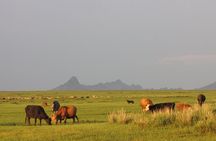 The Best of Central Mongolia Tour in 5 Days