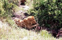 4-days safari: Tsavo east, west and Amboseli national parks