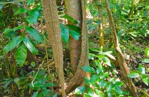 Private Tour Singapore Botanic Garden (UNESCO)