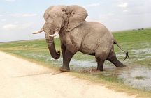 Tsavo East & west, Amboseli 5days from Mombasa