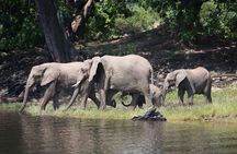  Chobe Full Day Trip