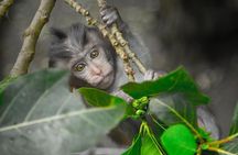 River Rafting Down the Ayung and Sacred Monkey Forest