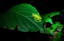 Tropical Forest night tour small group.