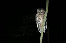 Tropical Forest night tour small group.