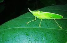 Tropical Forest night tour small group.