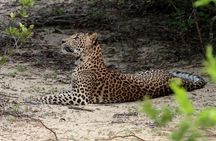 All Inclusive Wilpattu National Park Safari Day Tour from Colombo & Negombo