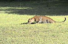 All Inclusive Wilpattu National Park Safari Day Tour from Colombo & Negombo