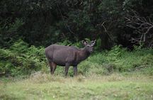 All Inclusive Wilpattu National Park Safari Day Tour from Colombo & Negombo