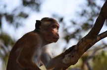 All Inclusive Wilpattu National Park Safari Day Tour from Colombo & Negombo