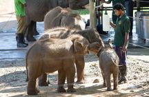 All Inclusive Udawalawe & Elephant Transit Home Private Safari