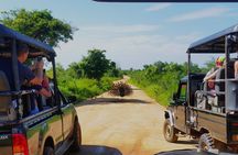 All Inclusive Udawalawe & Elephant Transit Home Private Safari