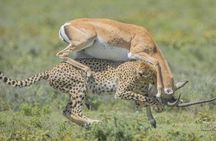 3 Day Private Lodge Safari in Ngorongoro, Lake Manyara, Tarangire National Park