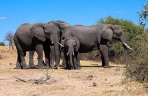Chobe Full Day Safari From Victoria Falls