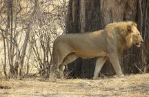 4 days Luxury Safari to Ngorongoro Crater & Serengeti National park 