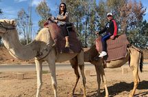 Marrakech Luxery sunset Camel Ride