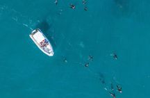 Ocean Wildlife Encounter in Cape Town
