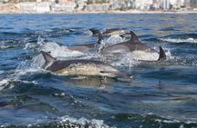 Ocean Wildlife Encounter in Cape Town