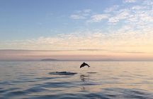 Ocean Wildlife Encounter in Cape Town