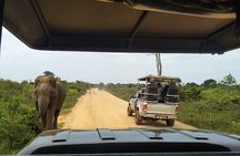 All Inclusive Udawalawe National Park Safari Day Tour from Colombo and Negombo