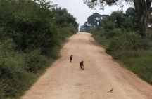 All Inclusive Udawalawe National Park Safari Day Tour from Colombo and Negombo