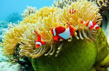 Snorkeling Trip Nusa Penida Bali