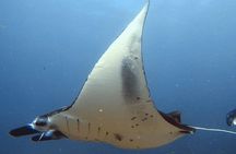 Snorkeling Trip Nusa Penida Bali