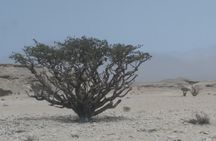 Desert Safari in the Rub al Khali