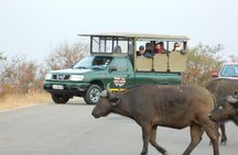 Shared Full Day Guided Safari Tour Visit to Kruger National Park 