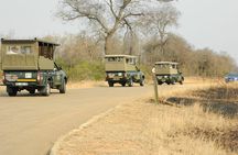 Kruger Park Safari - Half Day Game Drive from Hazyview