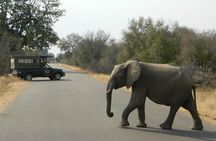 Kruger Park Safari - Half Day Game Drive from Hazyview