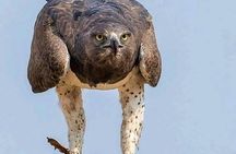 4 days Join Group safari in Serengeti, Ngorongoro and Lake Manyara National Park